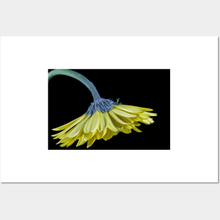 Yellow Gerbera Daisy Posters and Art